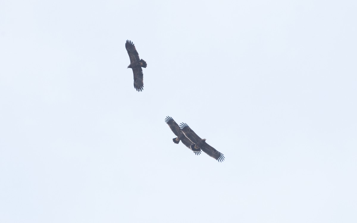 Lesser Spotted Eagle - ML629124330