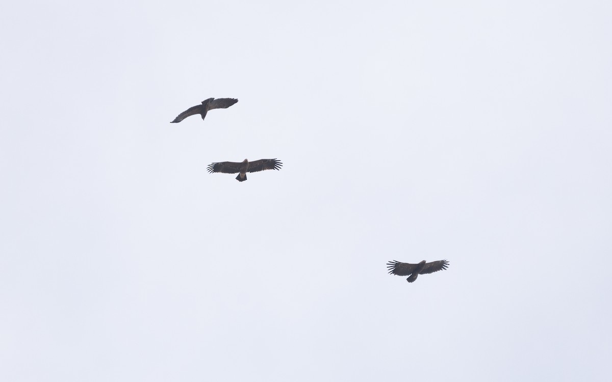 Lesser Spotted Eagle - ML629124332