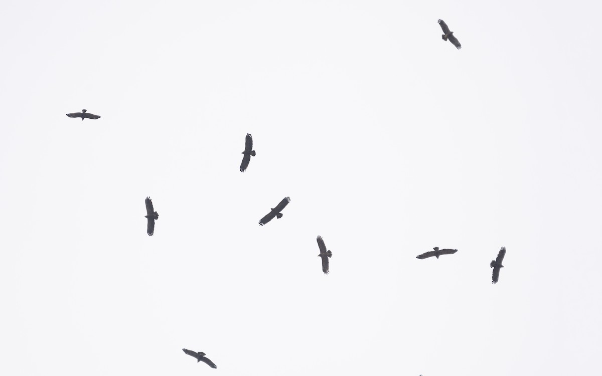 Lesser Spotted Eagle - ML629124333