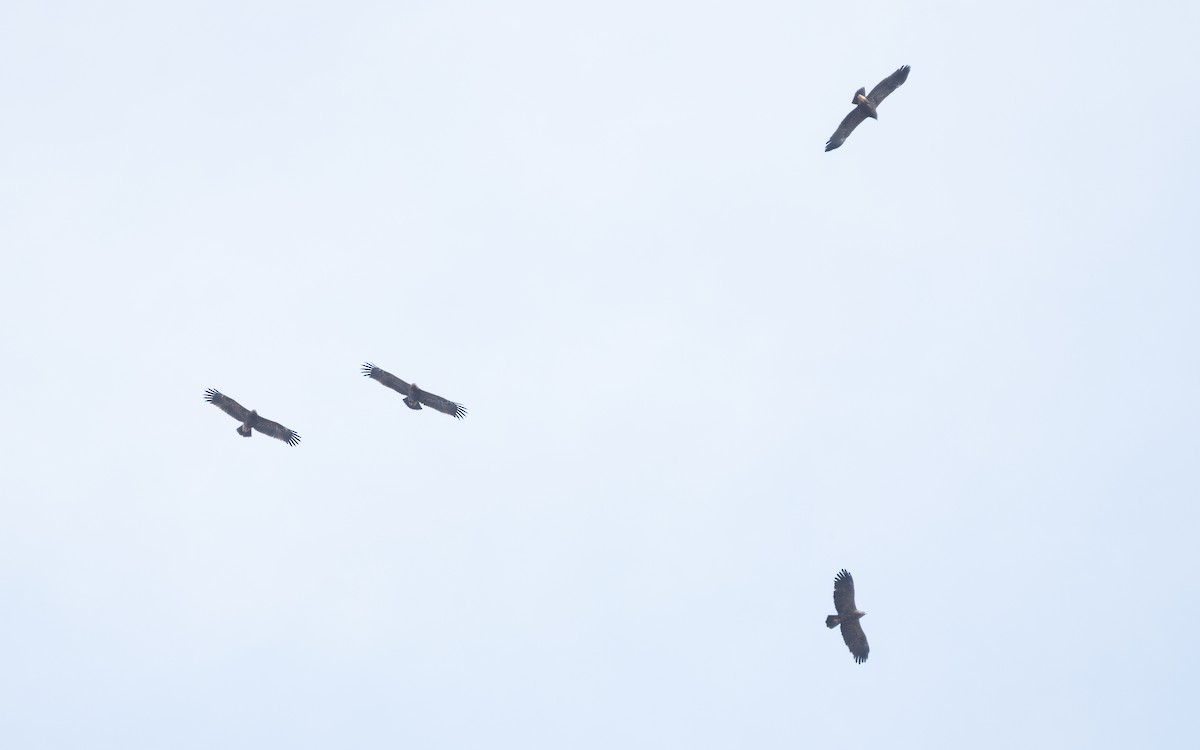 Lesser Spotted Eagle - ML629124334