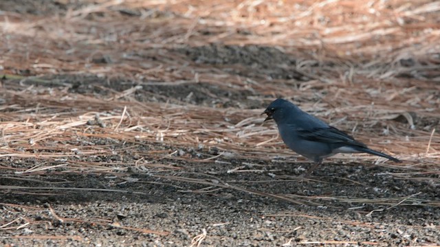 Tenerife Blue Chaffinch - ML629124364