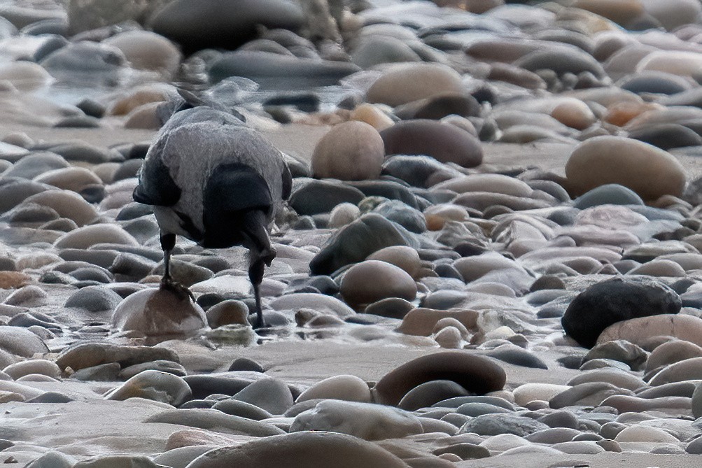 Carrion x Hooded Crow (hybrid) - ML629124368
