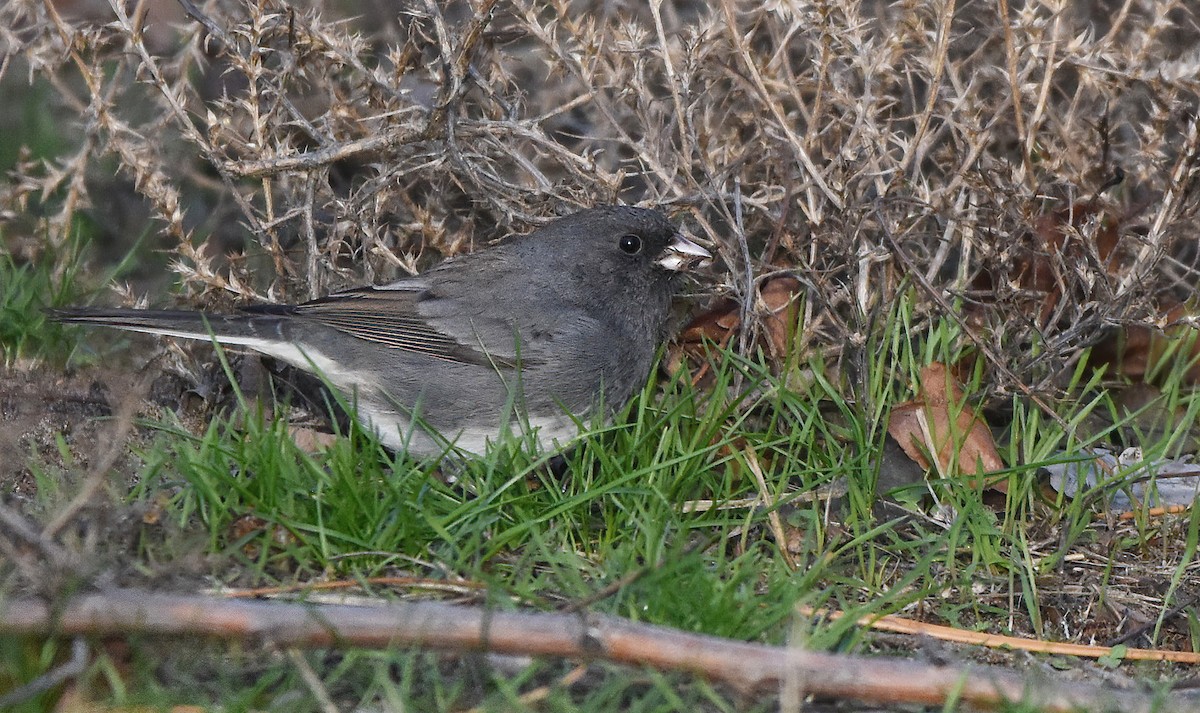 Dark-eyed Junco (Slate-colored) - ML629124375