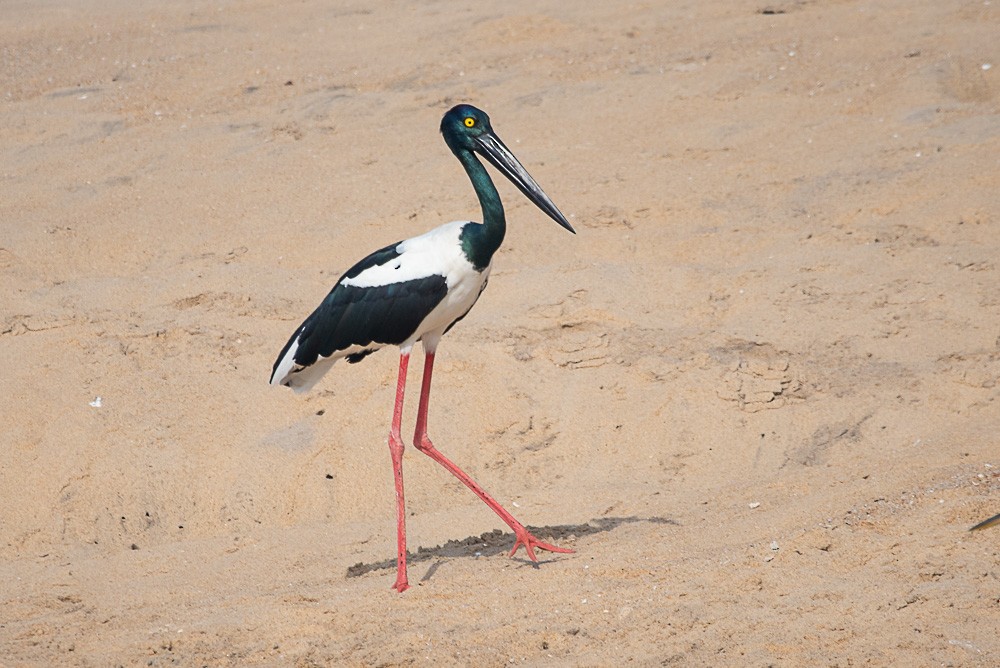 Black-necked Stork - ML629124426