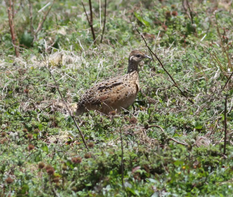 Tinamou curvirostre - ML629124453