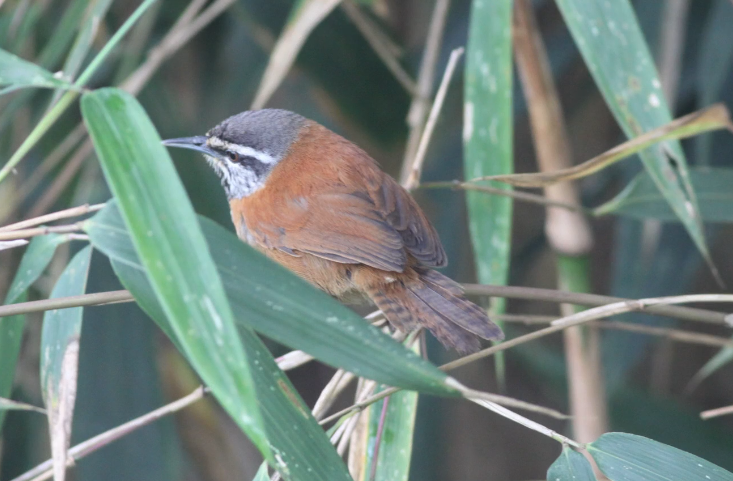 Inca Wren - ML629124497