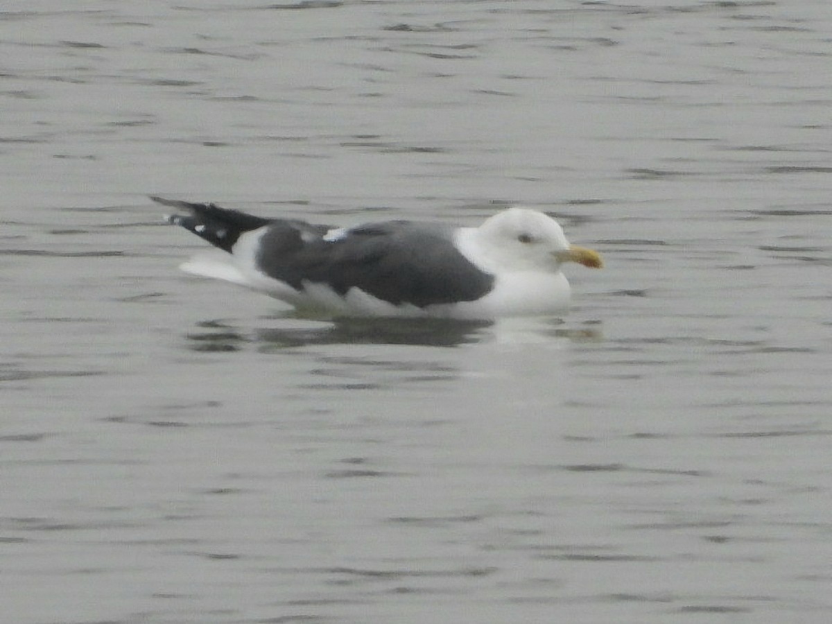 Lesser Black-backed Gull (intermedius) - ML629124685
