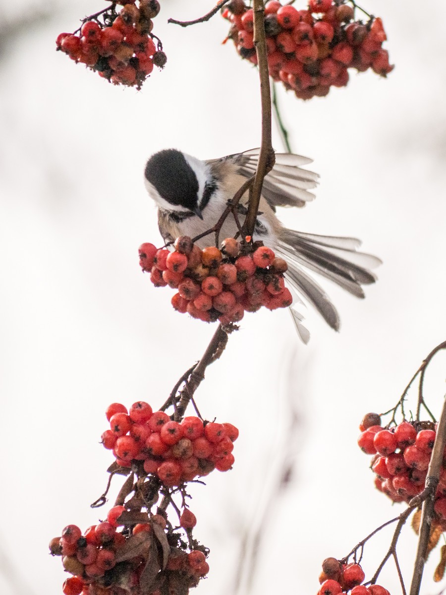 Black-capped Chickadee - ML629124689