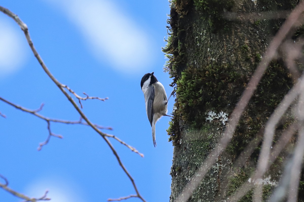 Black-capped Chickadee - ML629124833