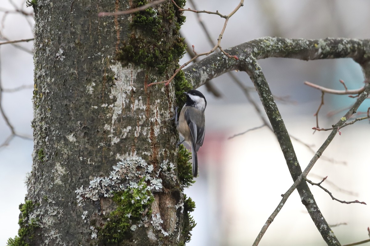 Black-capped Chickadee - ML629124834