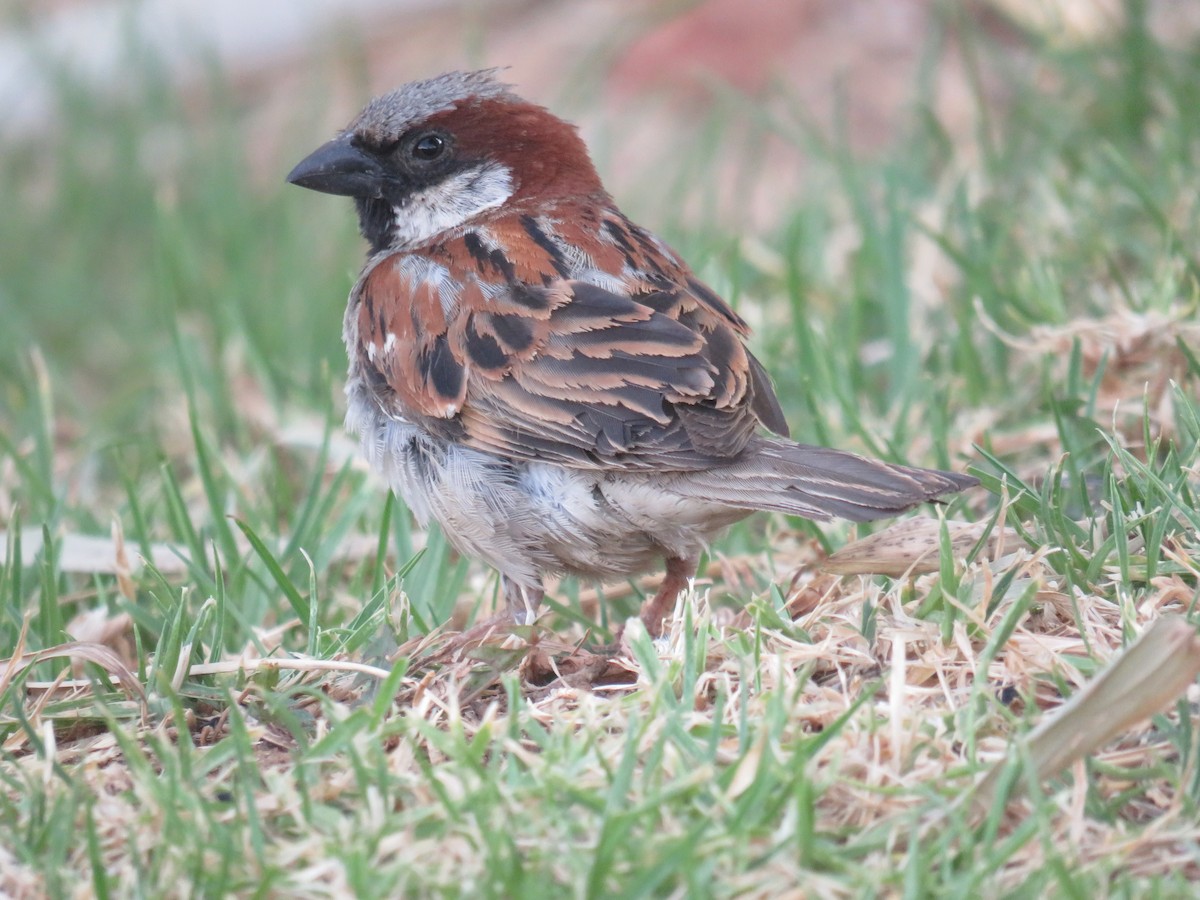 家麻雀 - ML629124857