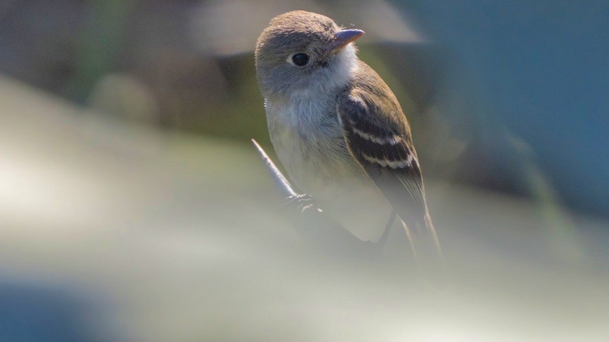 Least Flycatcher - ML629124978