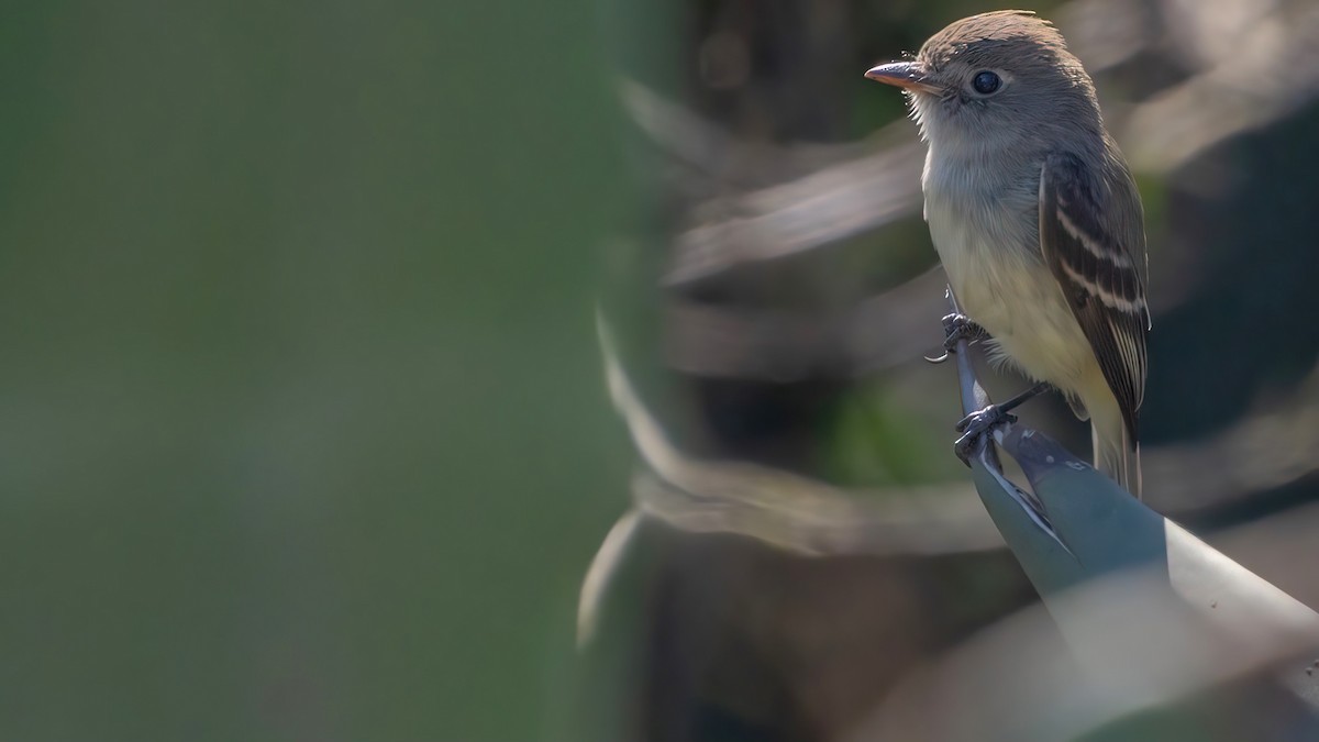 Least Flycatcher - ML629124979