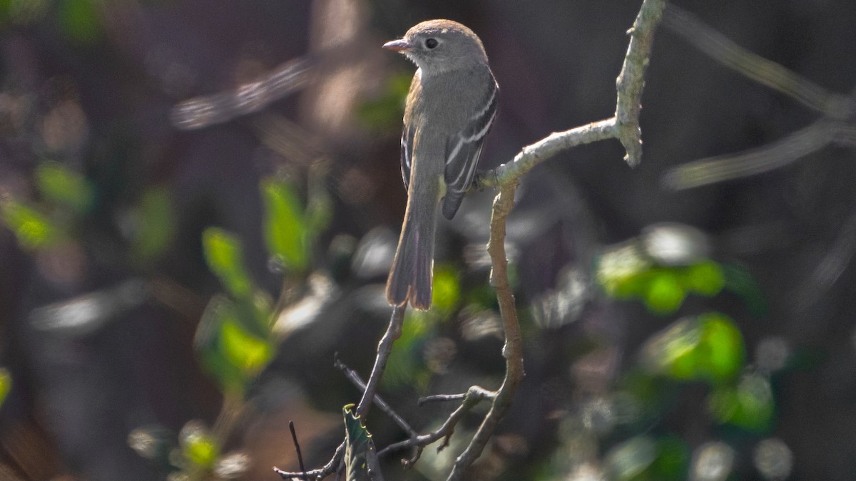 Least Flycatcher - ML629124980