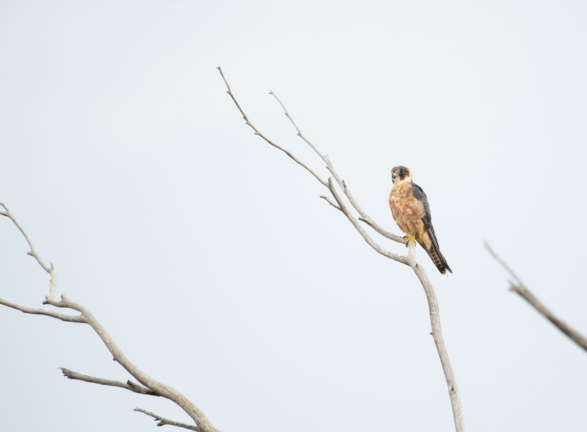 Australian Hobby - ML629125104