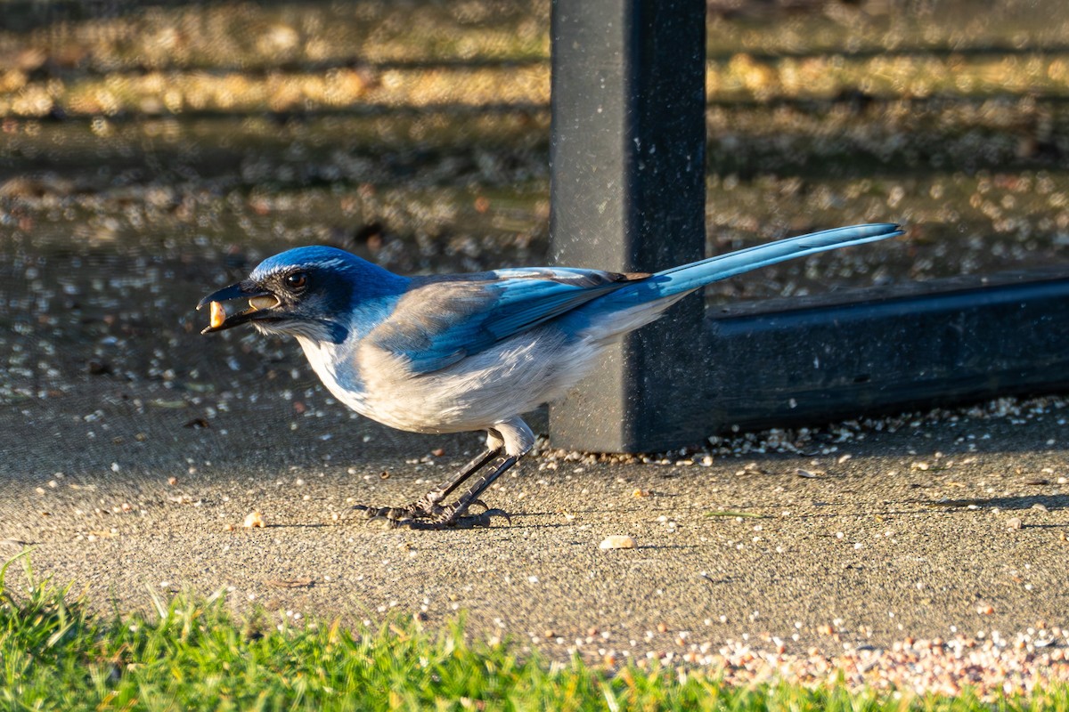 California Scrub-Jay - ML629125622
