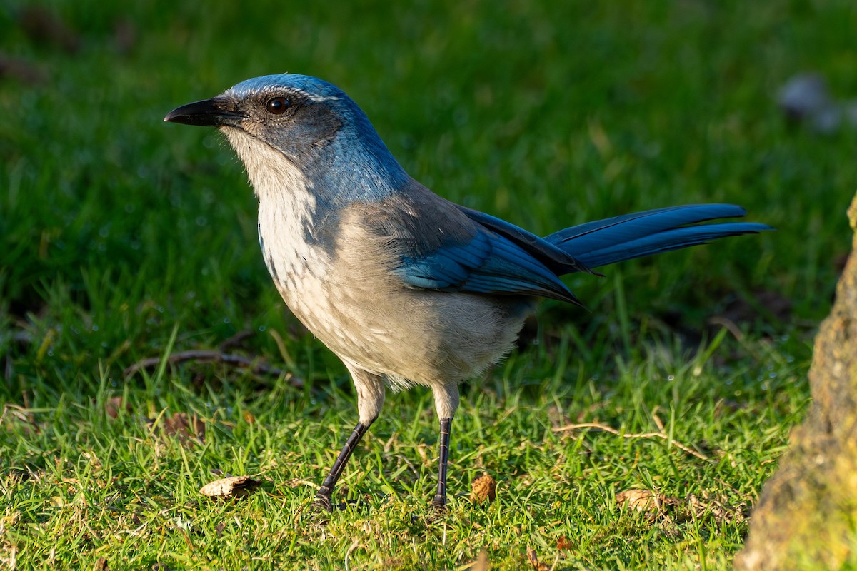 California Scrub-Jay - ML629125625