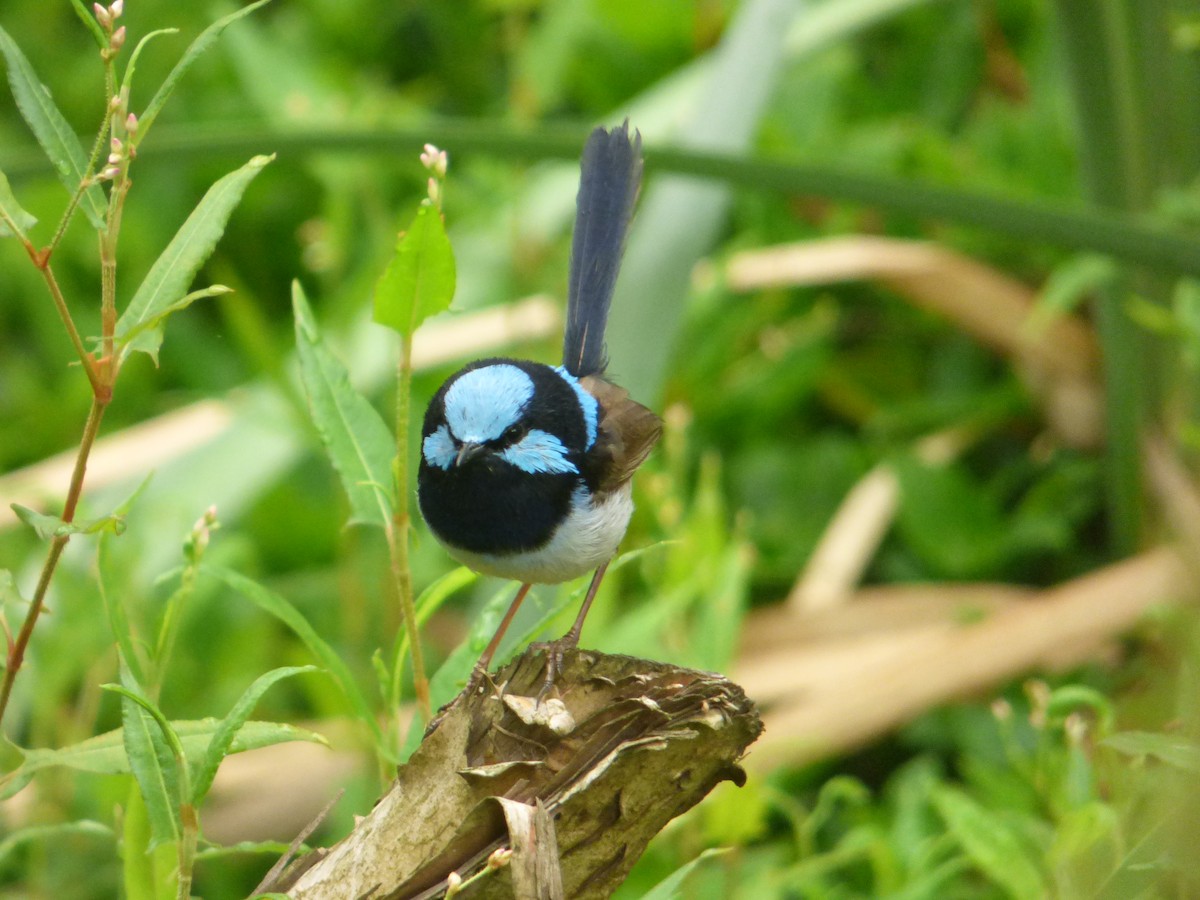 Superb Fairywren - ML629125628