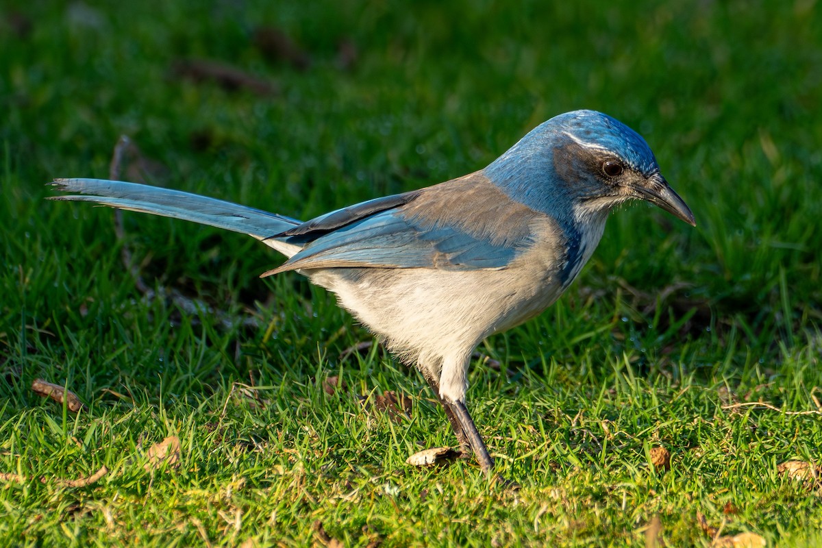 California Scrub-Jay - ML629125658