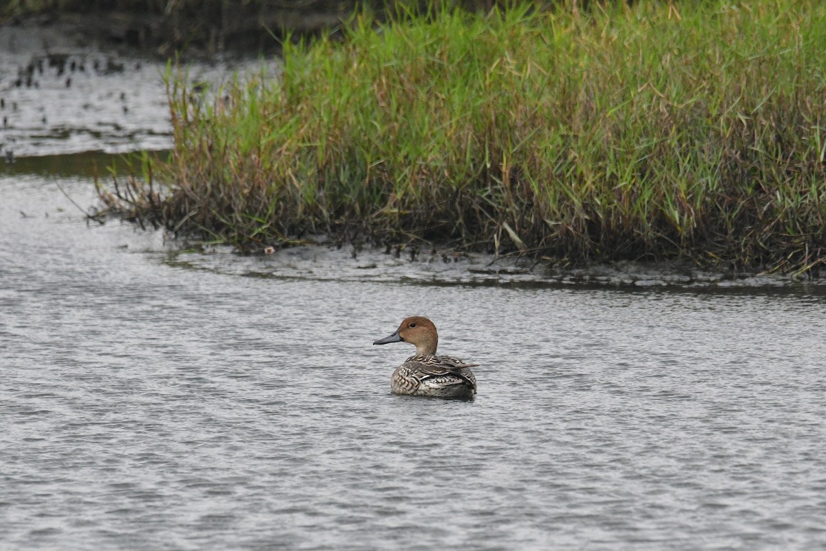 Northern Pintail - ML629125698