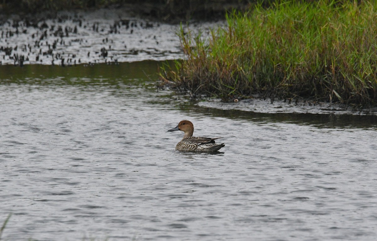 Northern Pintail - ML629125699