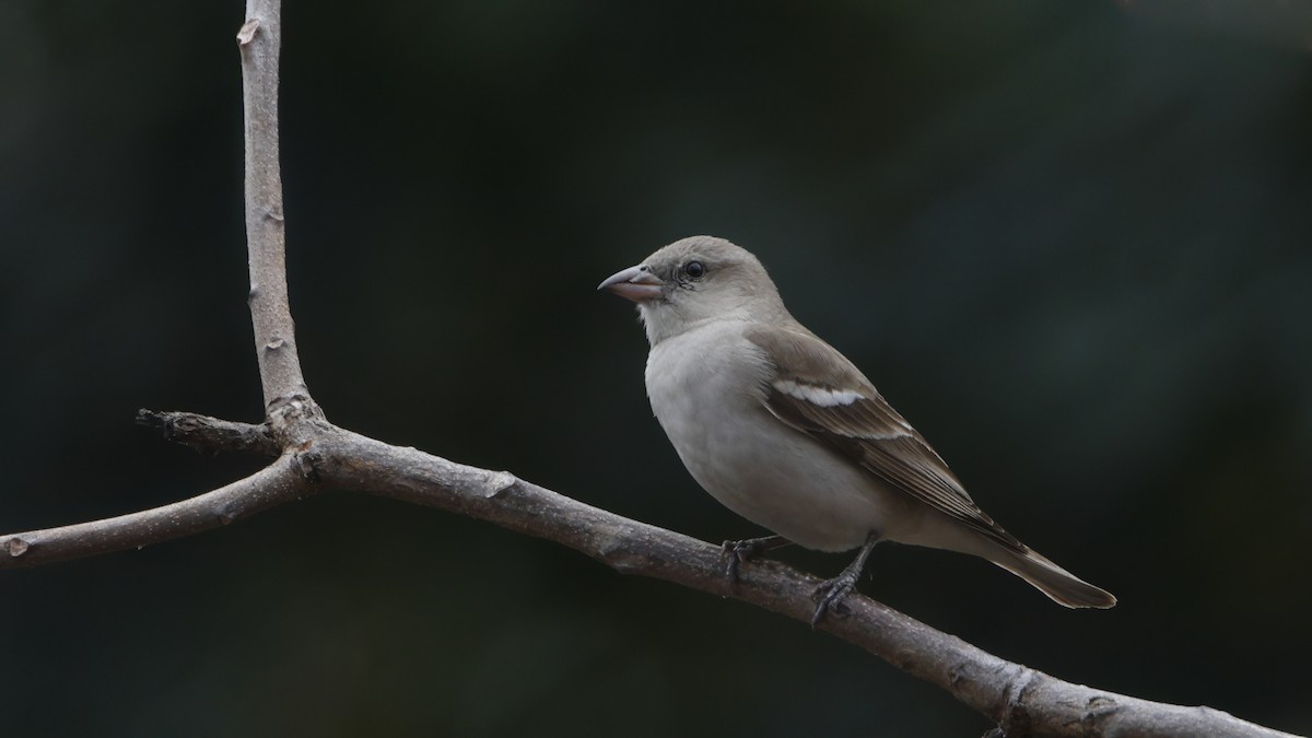 Yellow-throated Sparrow - ML629125714