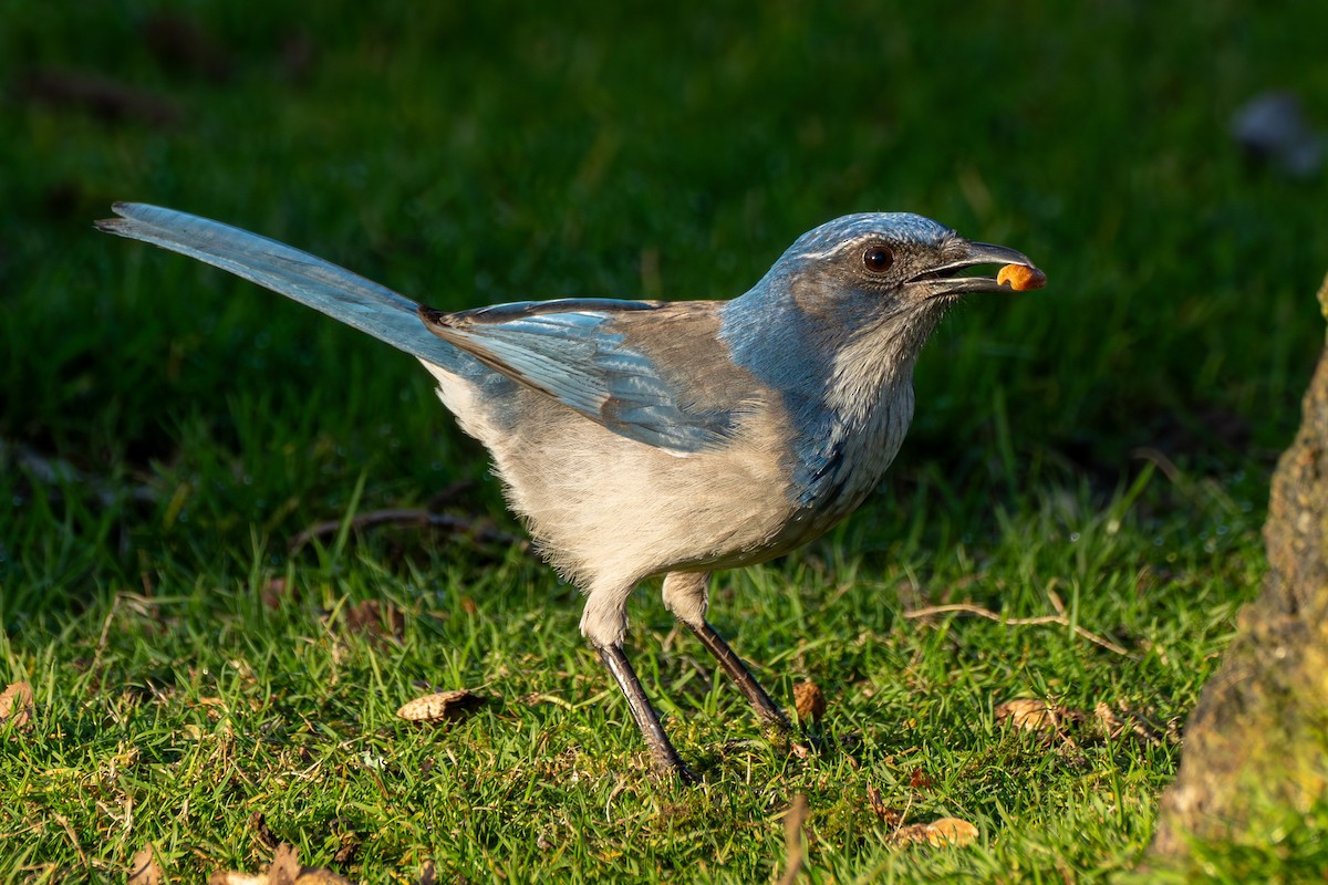 California Scrub-Jay - ML629125720