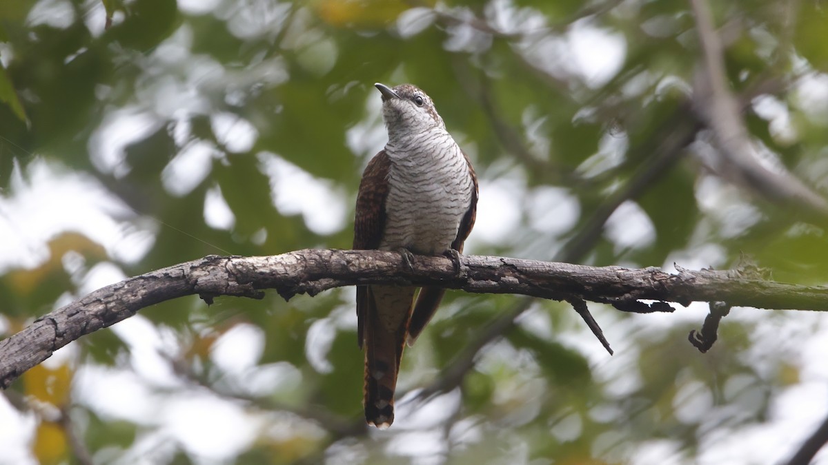 Banded Bay Cuckoo - ML629125727