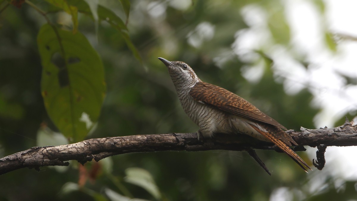 Banded Bay Cuckoo - ML629125736