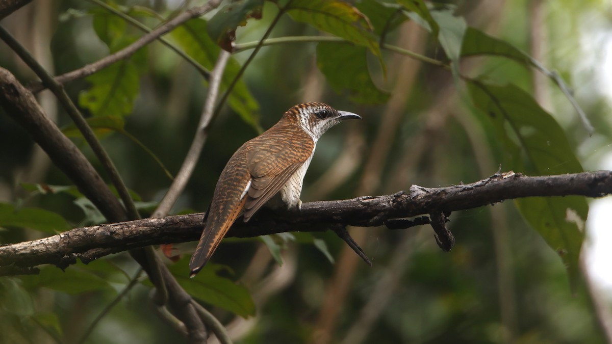 Banded Bay Cuckoo - ML629125740