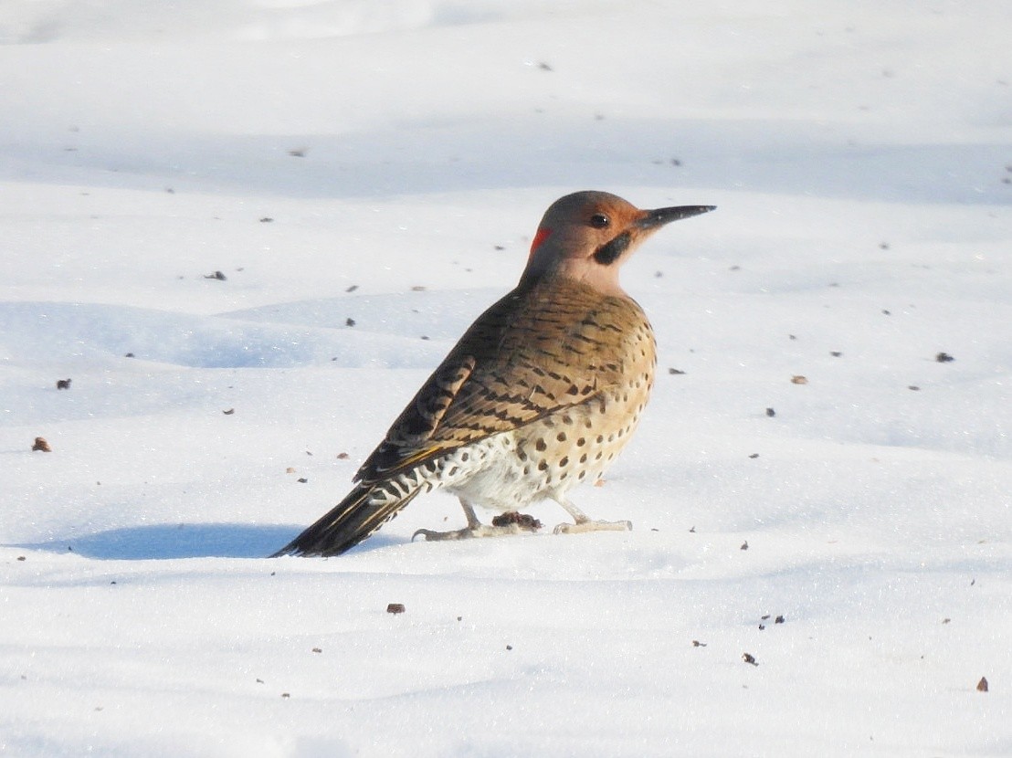 Northern Flicker - ML629125761