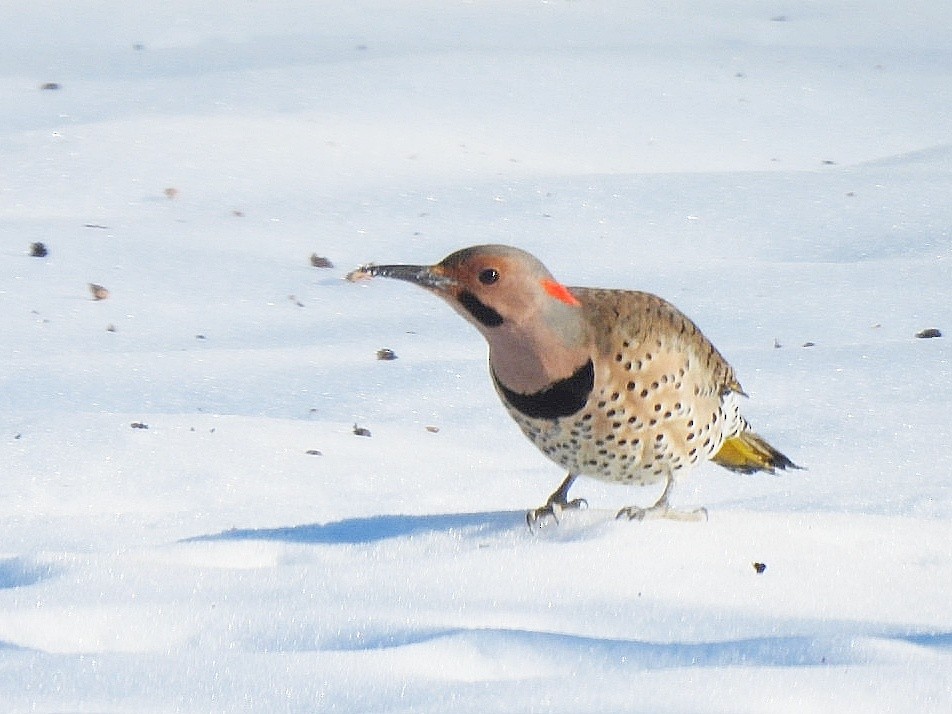 Northern Flicker - ML629125762