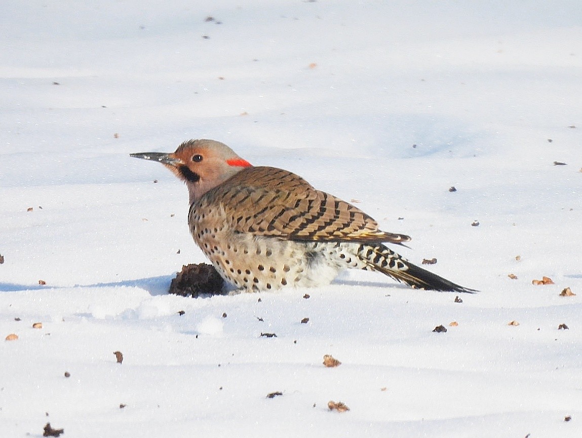 Northern Flicker - ML629125770