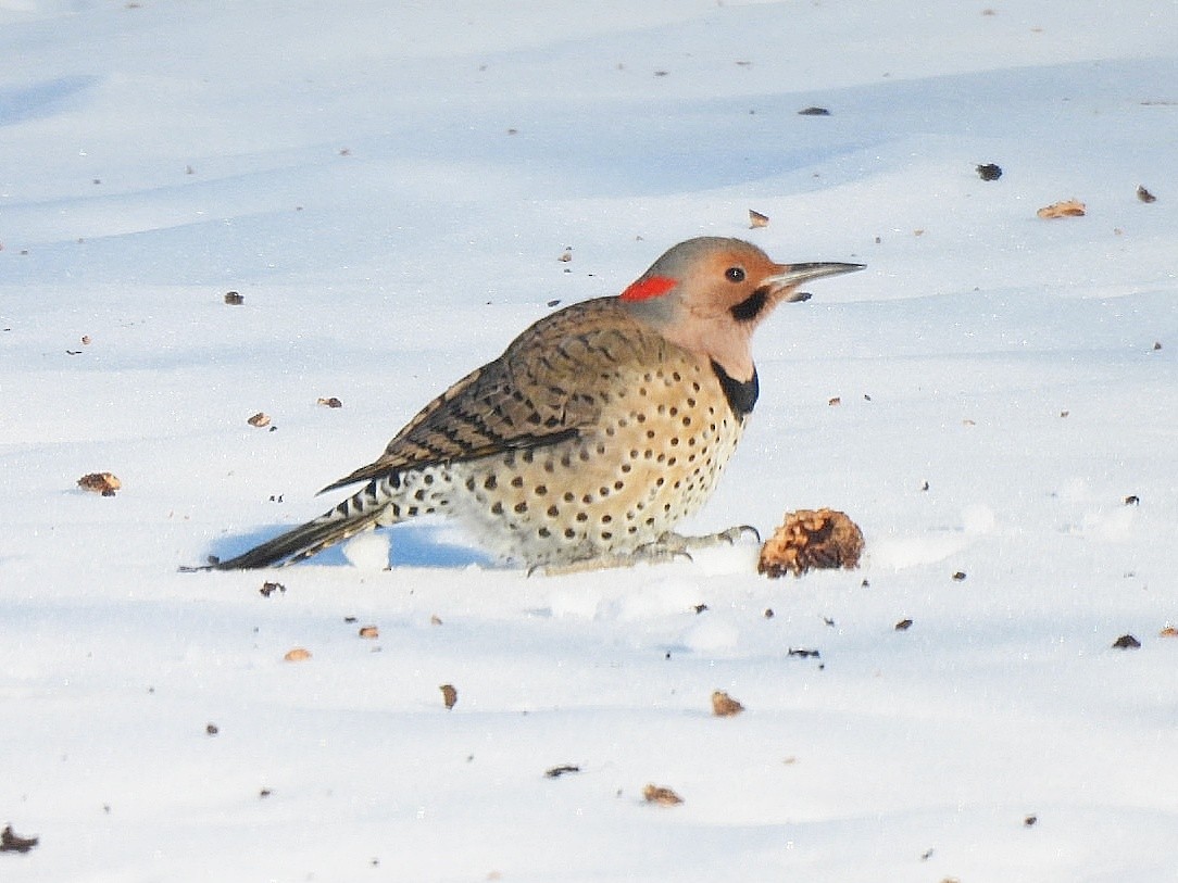 Northern Flicker - ML629125777