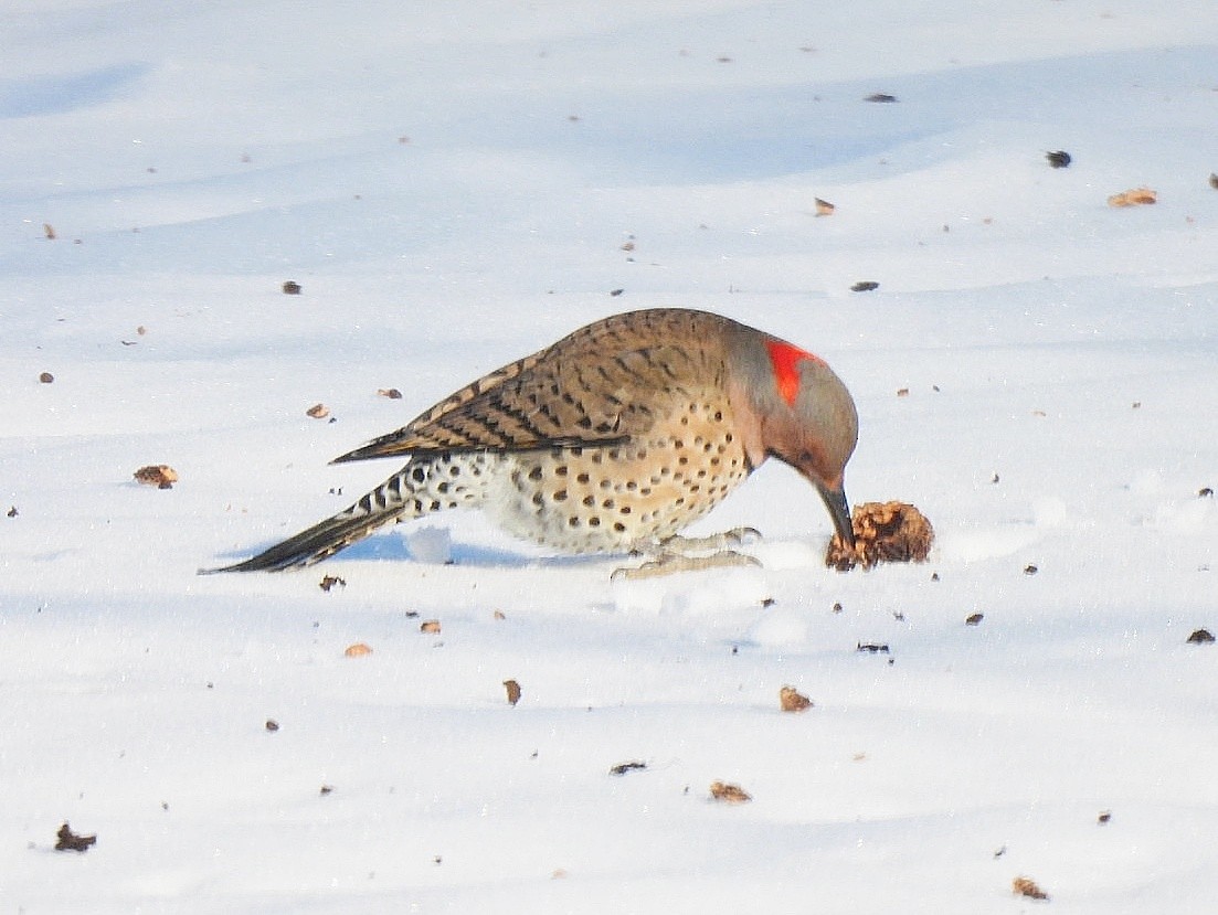 Northern Flicker - ML629125783