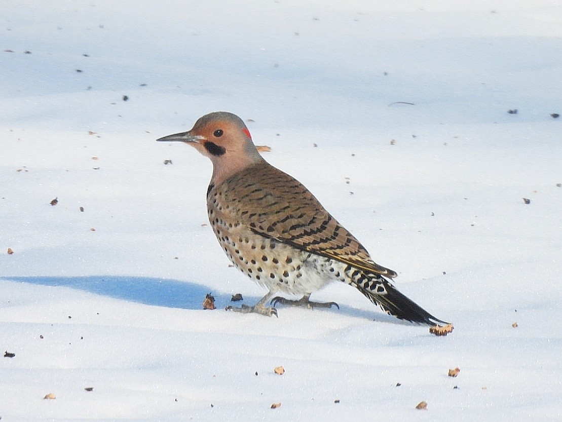 Northern Flicker - ML629125784