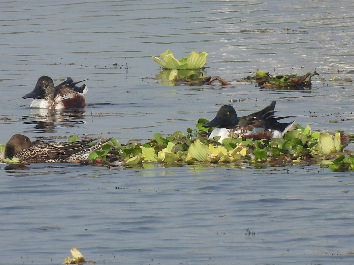 Northern Shoveler - ML629125799