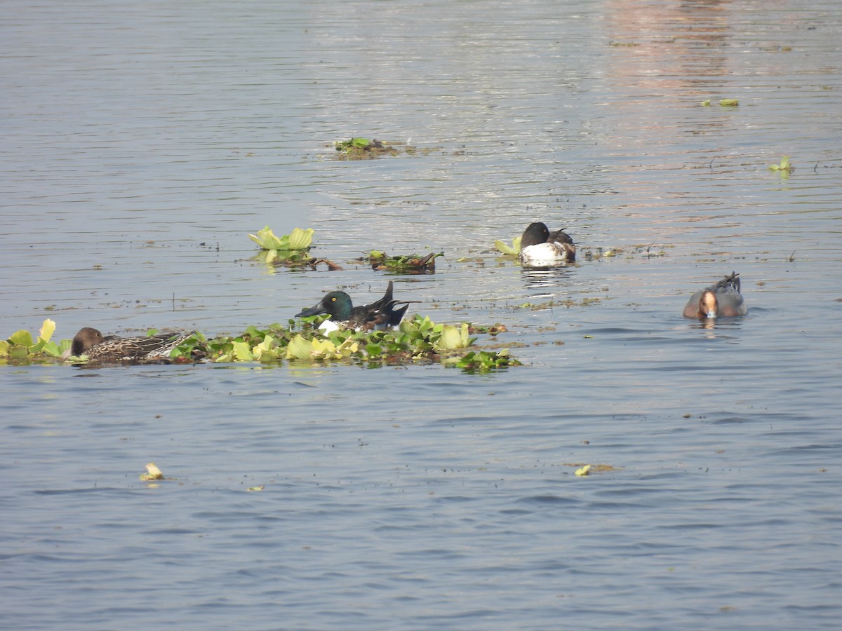 Northern Shoveler - ML629125800