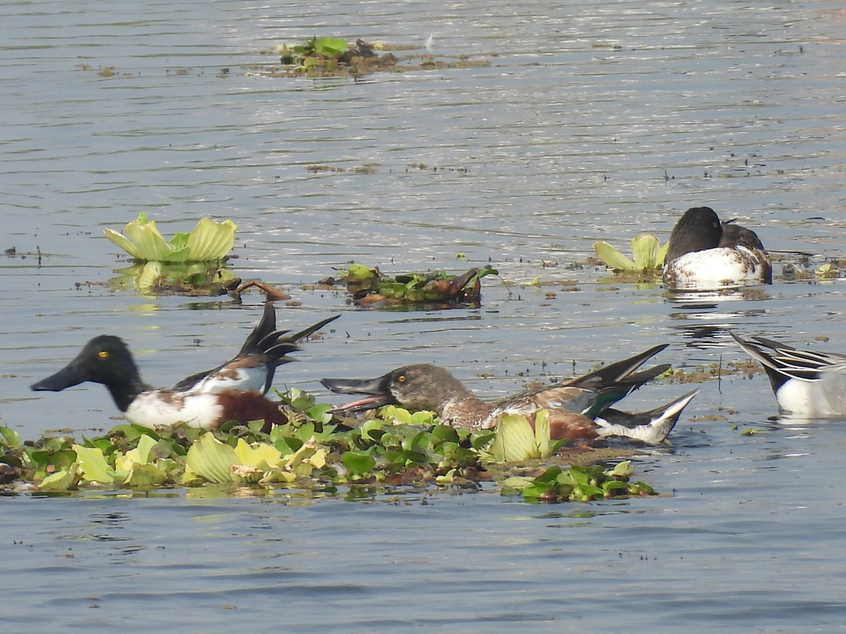 Northern Shoveler - ML629125801