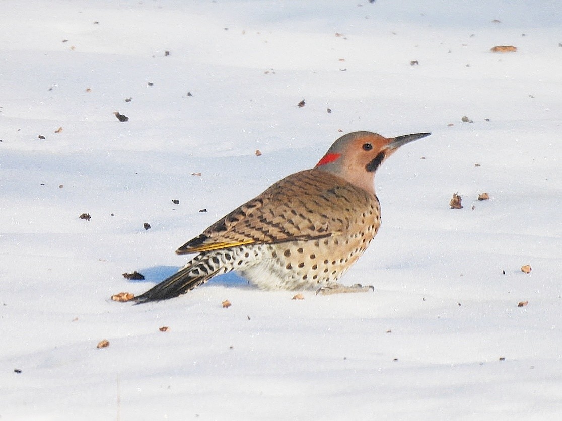 Northern Flicker - ML629125803