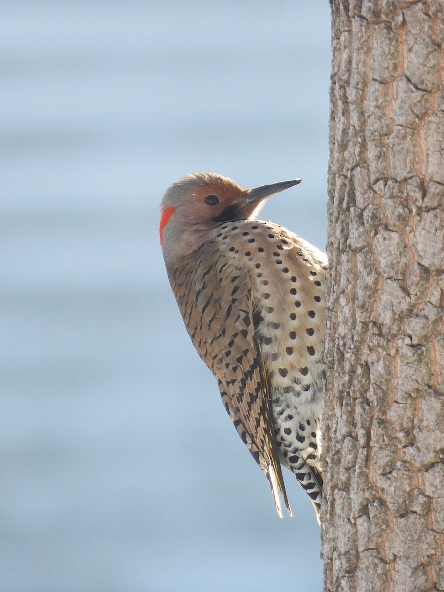 Northern Flicker - ML629125805