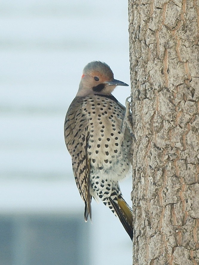 Northern Flicker - ML629125813