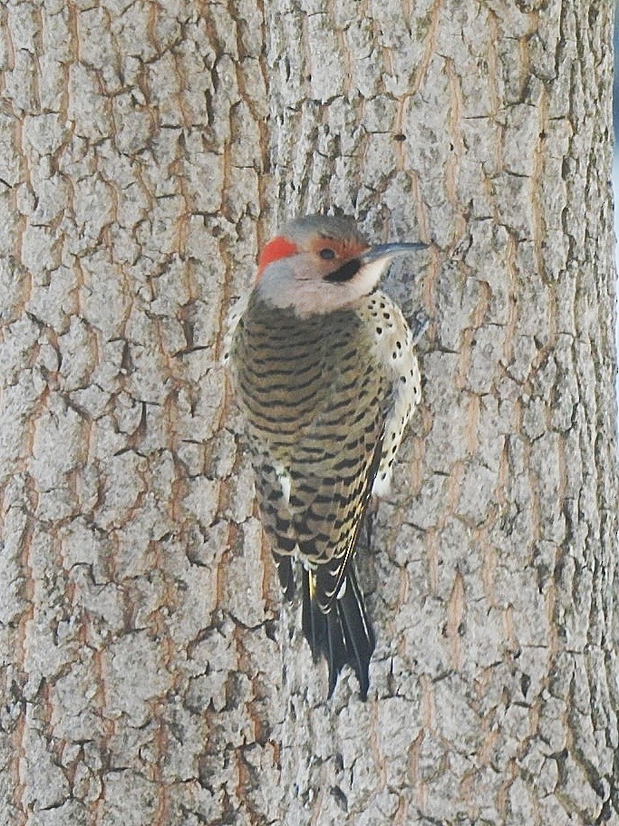 Northern Flicker - ML629125817