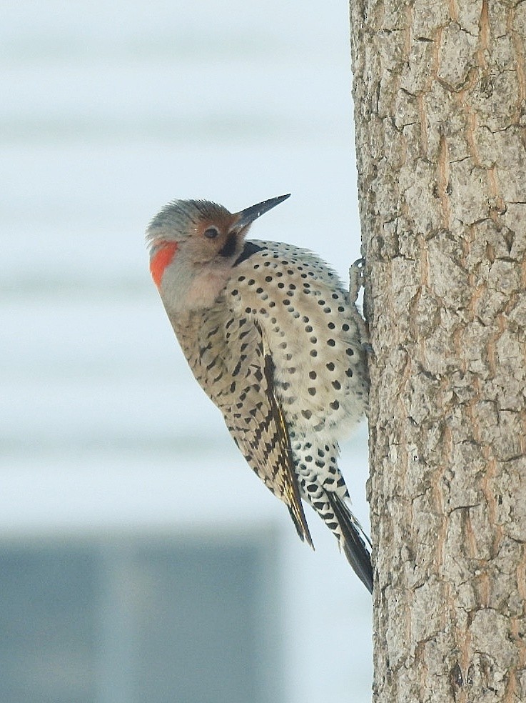 Northern Flicker - ML629125820