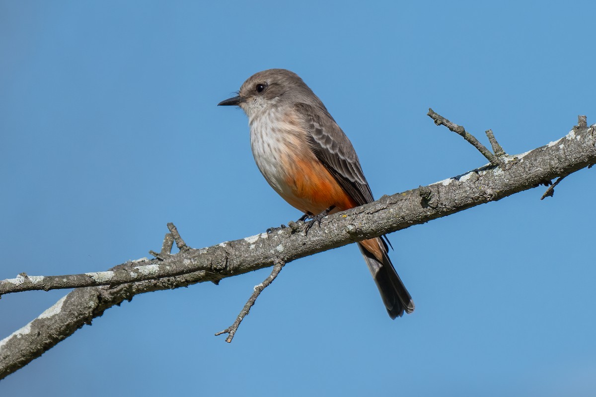 Vermilion Flycatcher - ML629125855