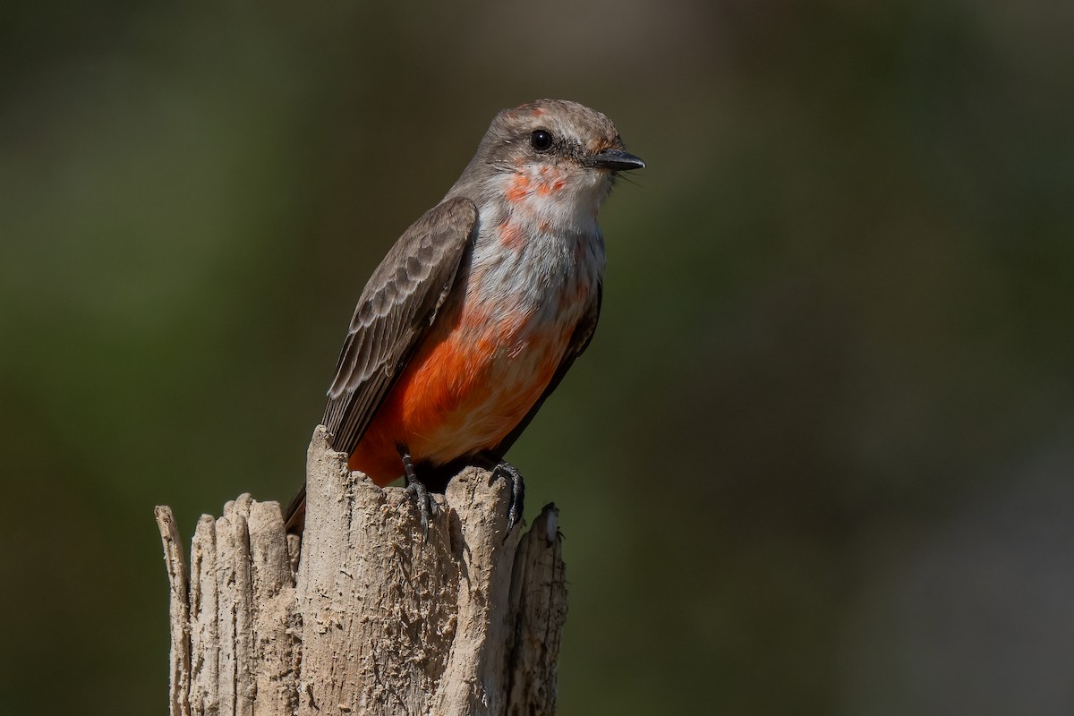 Vermilion Flycatcher - ML629125856