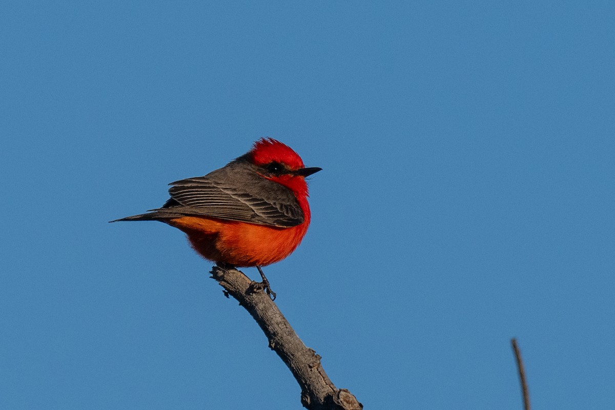 Vermilion Flycatcher - ML629125858