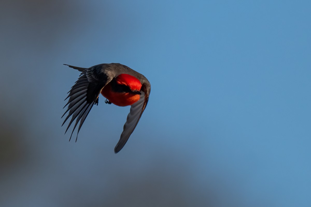 Vermilion Flycatcher - ML629125859