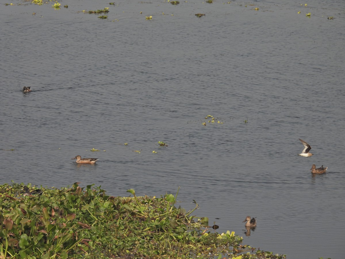 Northern Shoveler - ML629125885