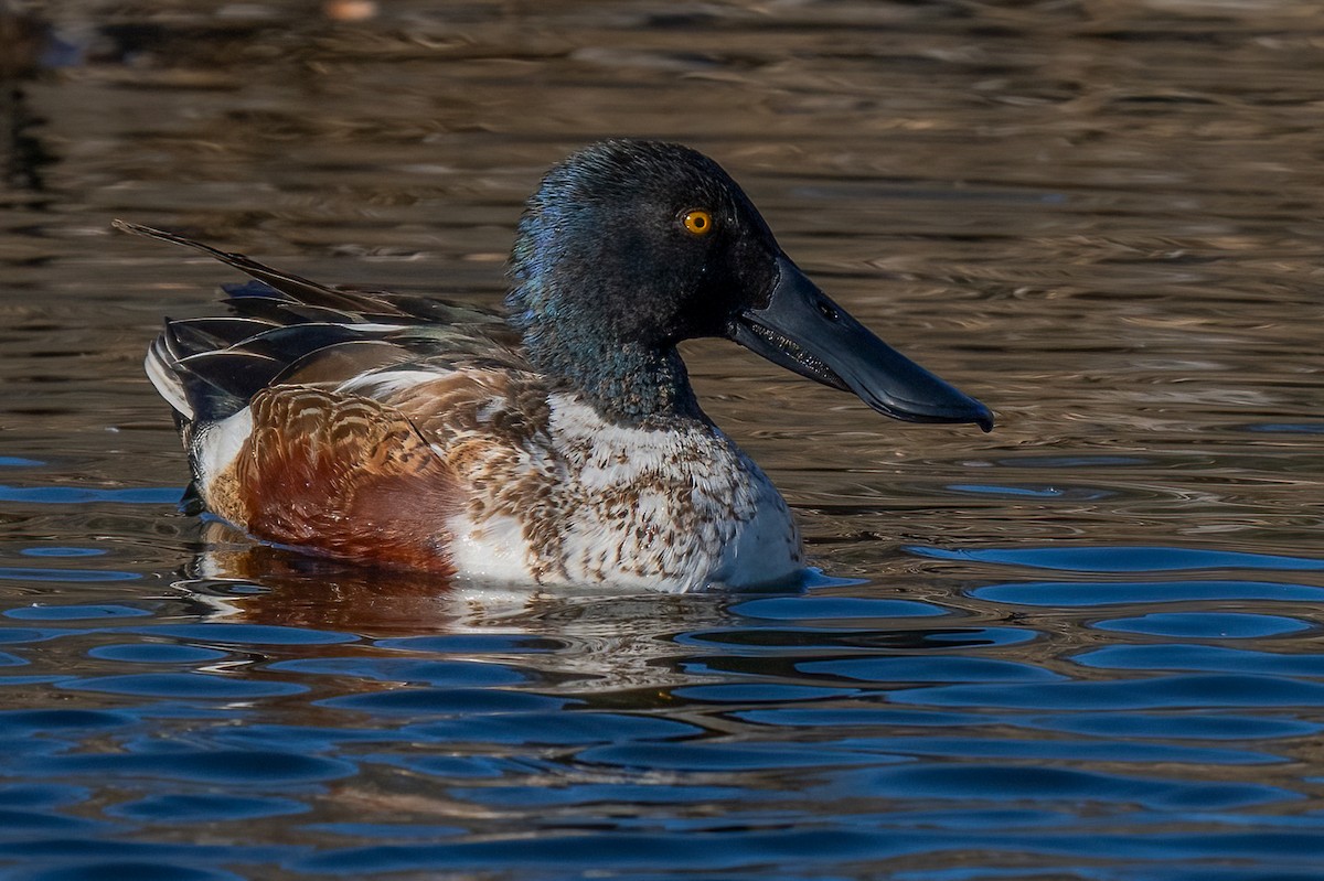 Northern Shoveler - ML629125896